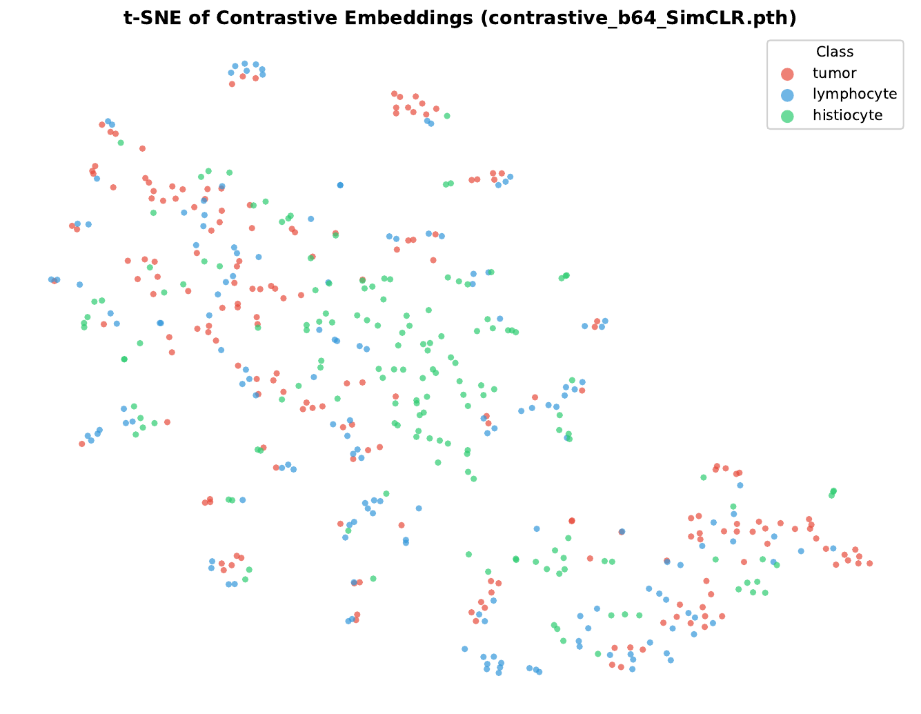 t-SNE visualization of SimCLR nuclei embeddings