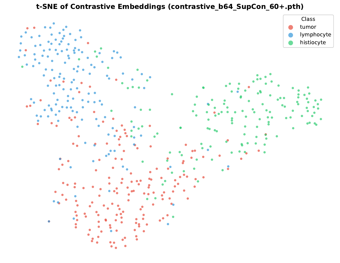 t-SNE visualization of supervised contrastive nuclei embeddings